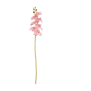 Fleur Orchid