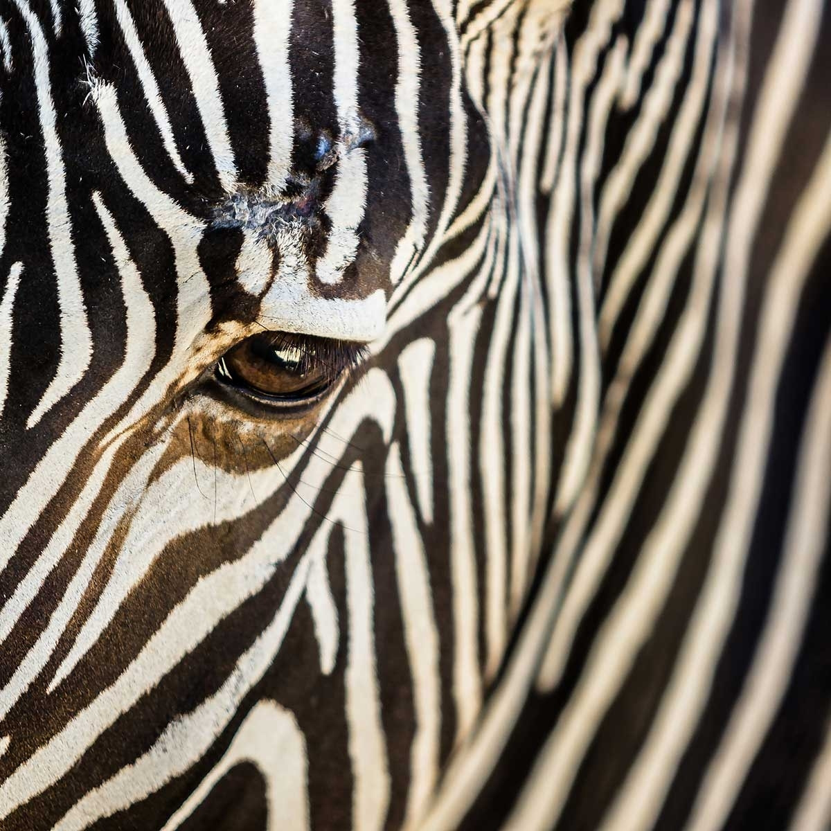 Tableau zèbre Tableau plexiglas