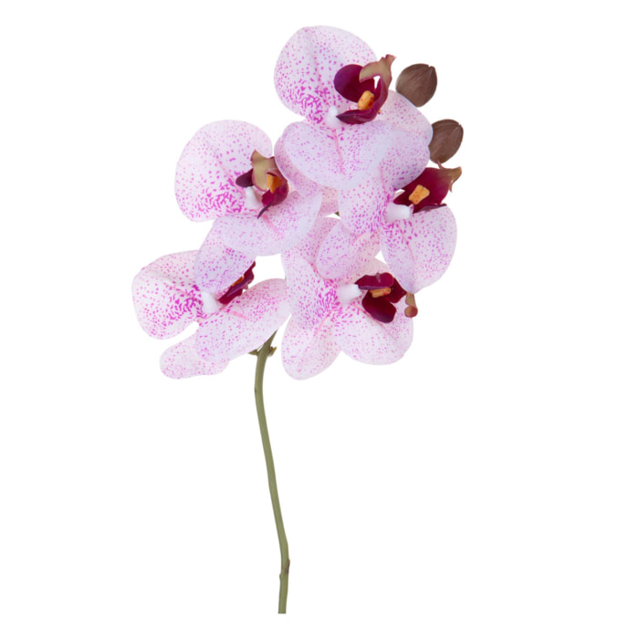 Orchidea phaleonopsis - Pezzi 6 - Colore: Rosa/Viola - Bianchi Dino