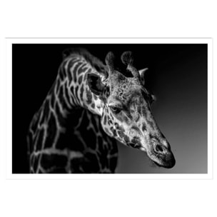 Affiche animaux girafe discrète Affiche seule