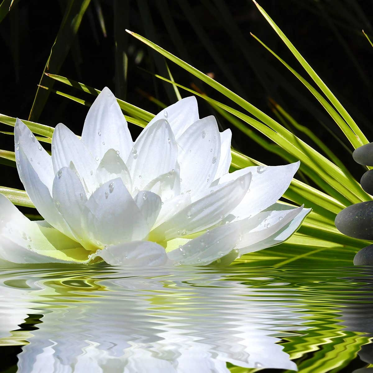 Tableau fleur de lotus et galets Toile imprimée