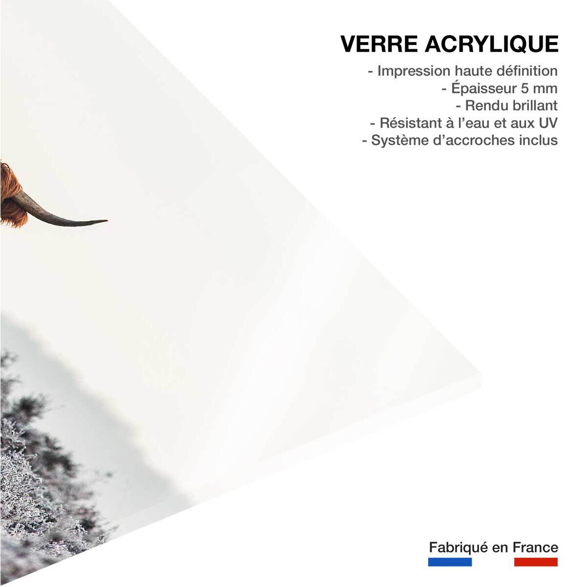 Tableau vache Highland Tableau plexiglas