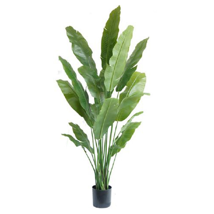 Banano con vaso - Pezzi 1 - Colore: Verde - 28xH195x18cm - Bianchi Dino