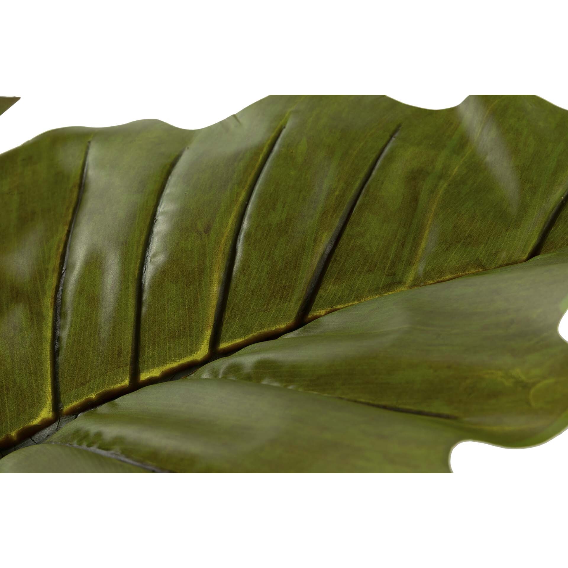 Planta Colocasia Esculenta 130x130x165 Cm