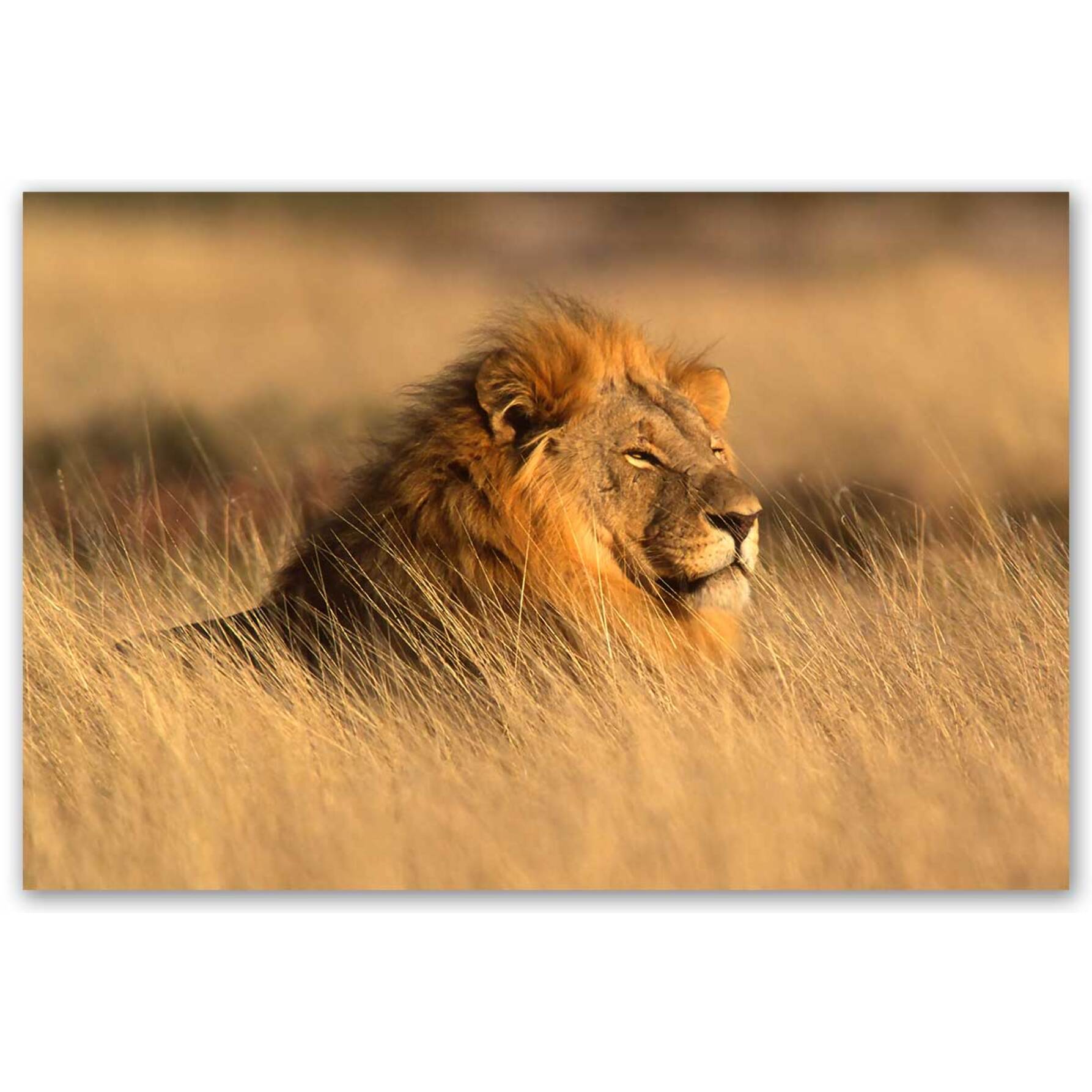 Tableau lion majestueux dans la savane dorée Toile imprimée
