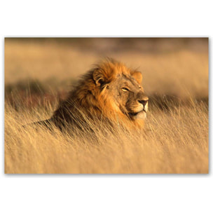Tableau lion majestueux dans la savane dorée Toile imprimée