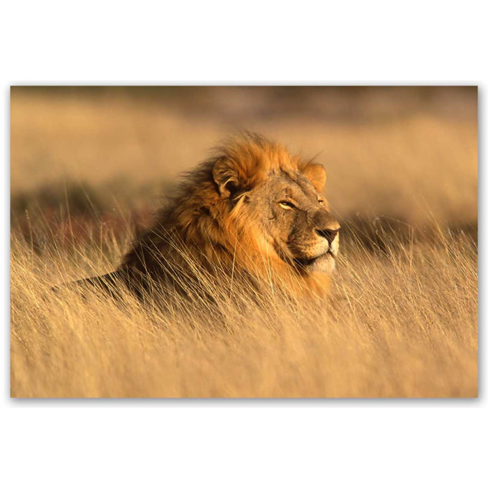 Tableau lion majestueux dans la savane dorée Toile imprimée