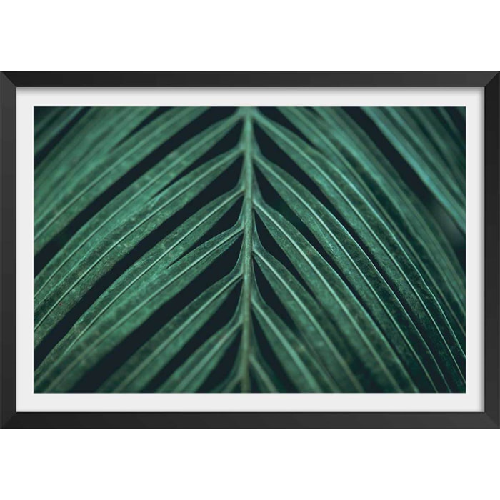 Affiche feuille palmen Affiche + cadre en bois - Noir