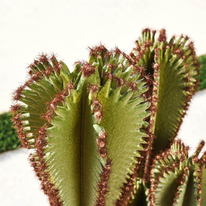 Cactus Artificial Euphorbia Suzannae 90 Cm