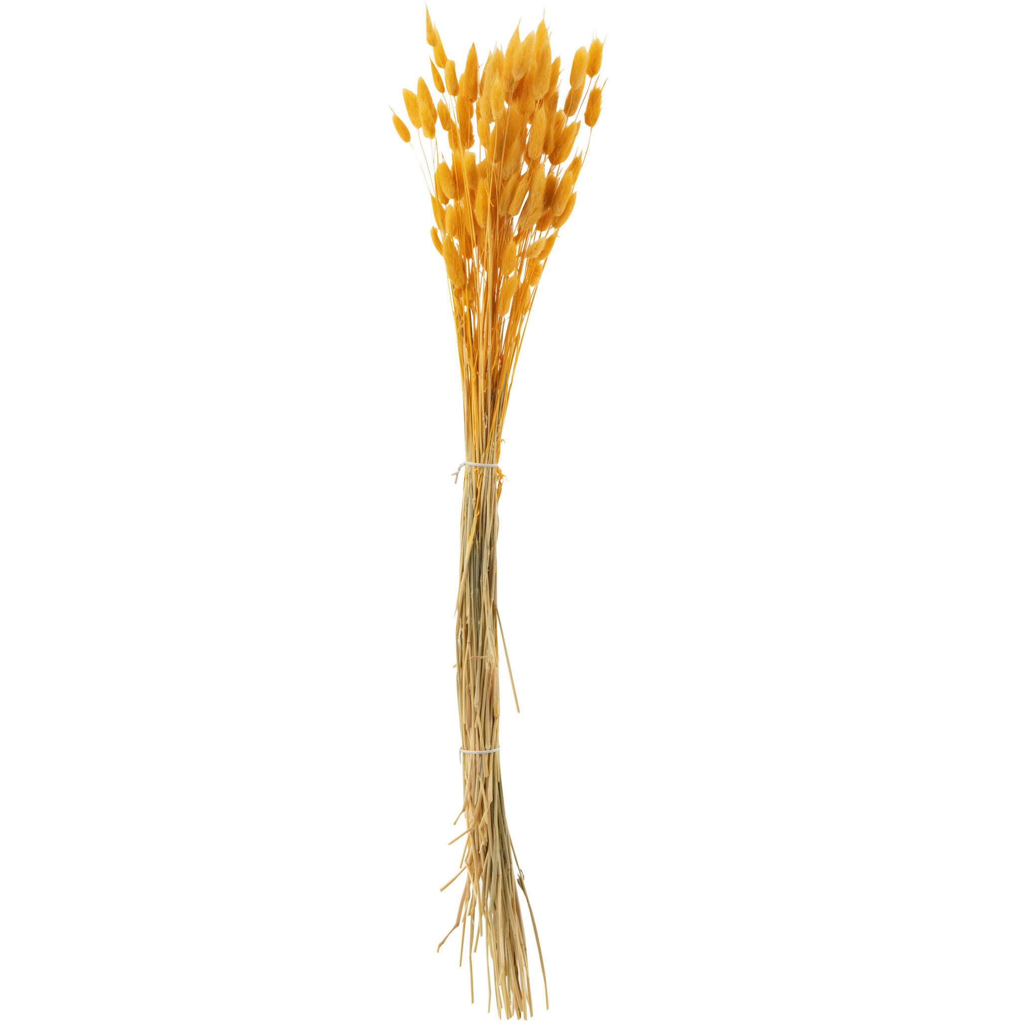 J-Line fleur séchée - Fagot de queue de lièvre - plume séchée - orange/or