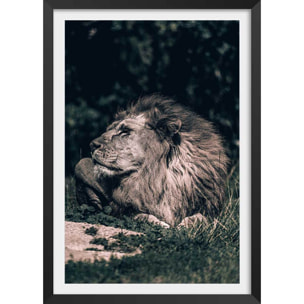 Affiche lion mon roi Affiche + cadre en bois - Noir