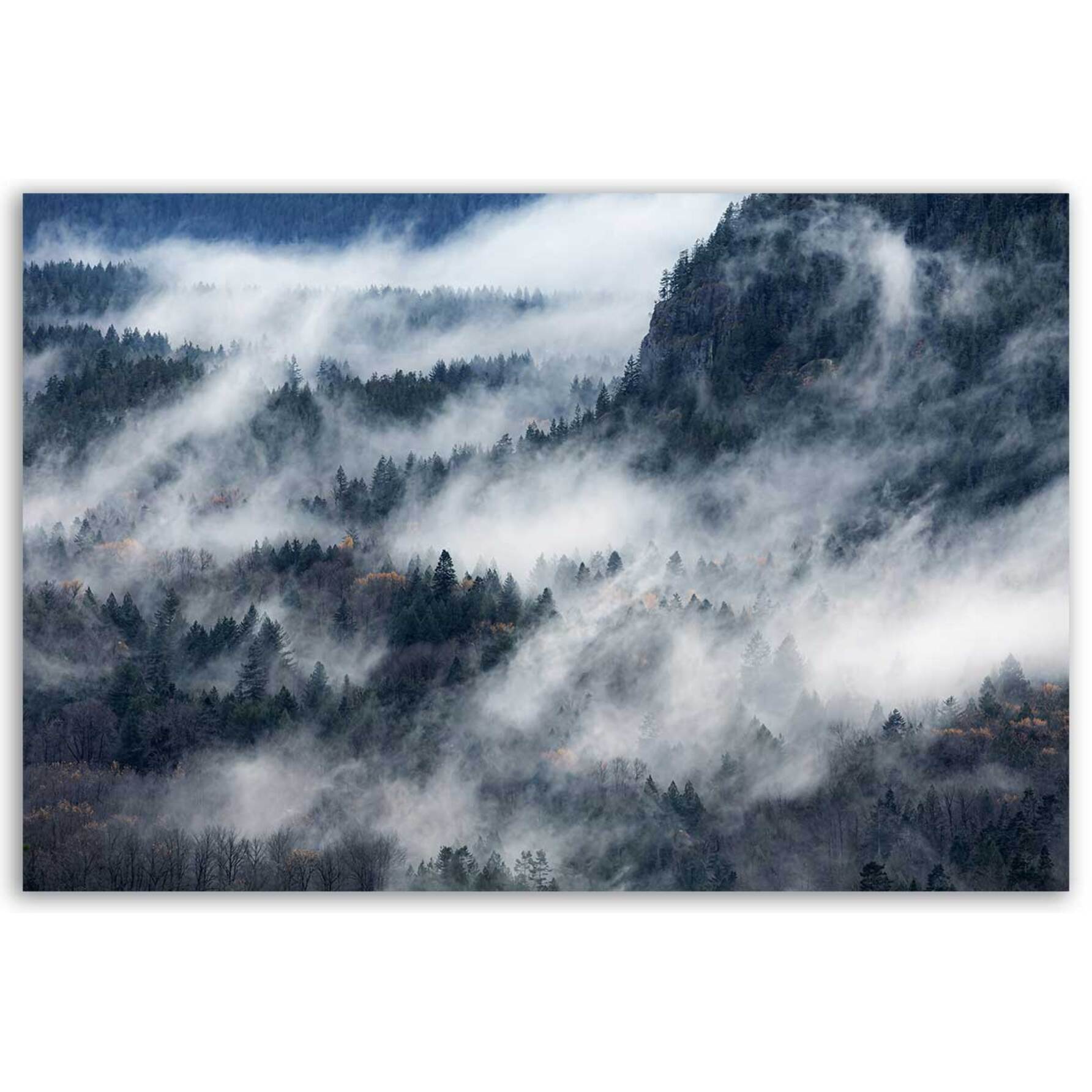 Tableau foret Un chemin de brume Tableau alu Dibond