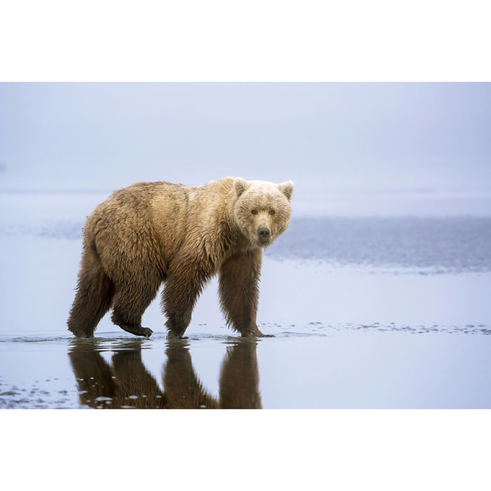 Tableau la marche de l'Ours Toile imprimée