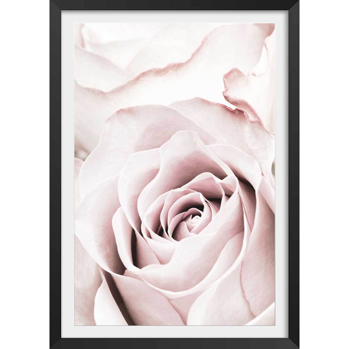 Affiche  rosa romantica Affiche sous cadre noir