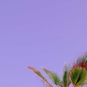 Affiche photo pink palma Affiche + cadre en bois - Noir