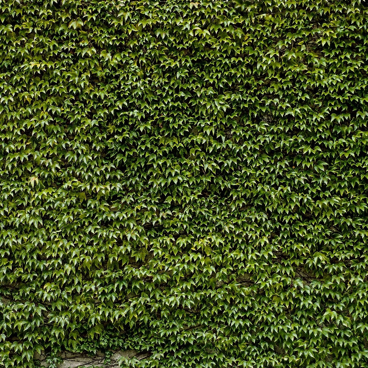Affiche nature mur de lierres Affiche sous cadre noir