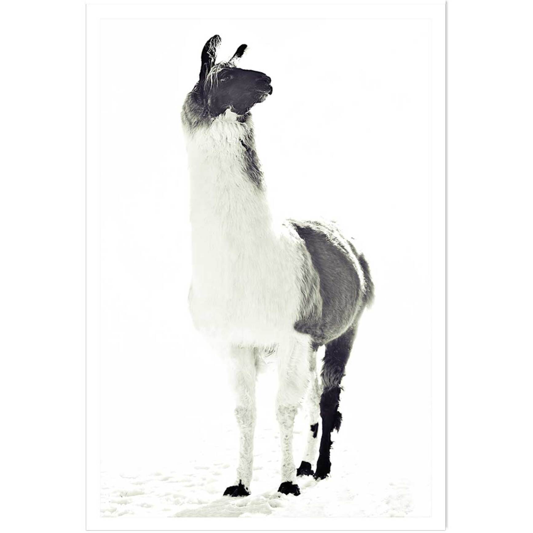 Affiche enfant noir et blanc Affiche seule