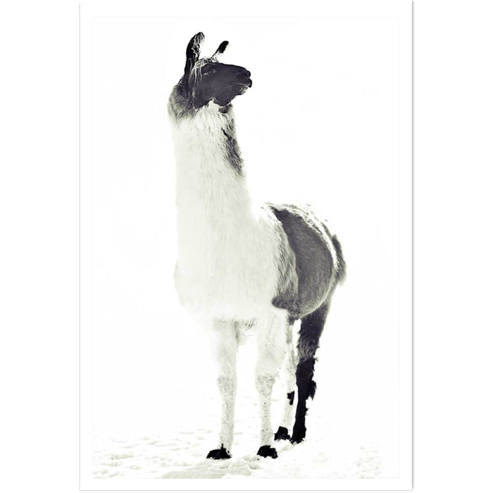 Affiche enfant noir et blanc Affiche seule