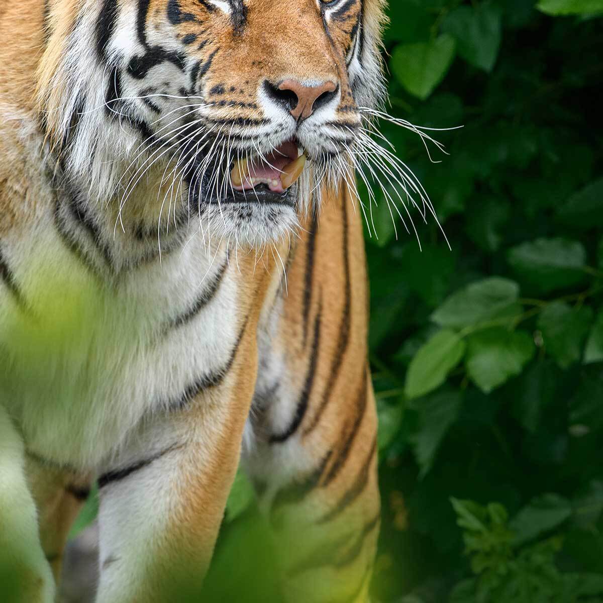 Tableau tigre majestueux dans la jungle Toile imprimée