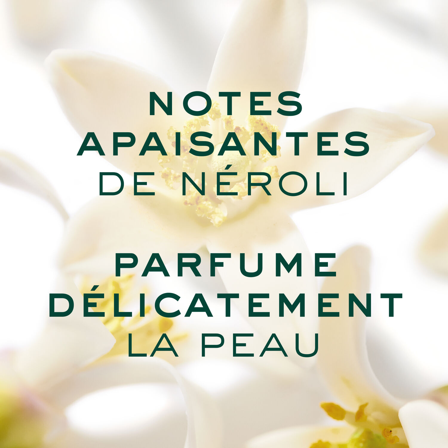 Prodigieux® Neroli le Parfum - Toutes peaux - 50ml