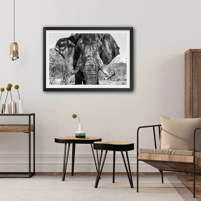 Poster éléphant d'afrique Affiche sous cadre noir