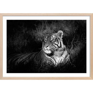 Affiche tigre assoupi dans son rayon de lumière Affiche sous cadre bois