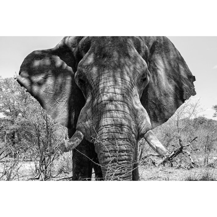 Tableau éléphant d'afrique Tableau plexiglas