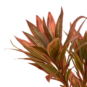 Dracena rouge Edi H.180cm avec pot