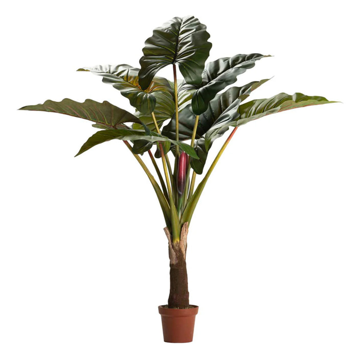 Planta Colocasia Esculenta 130x130x165 Cm