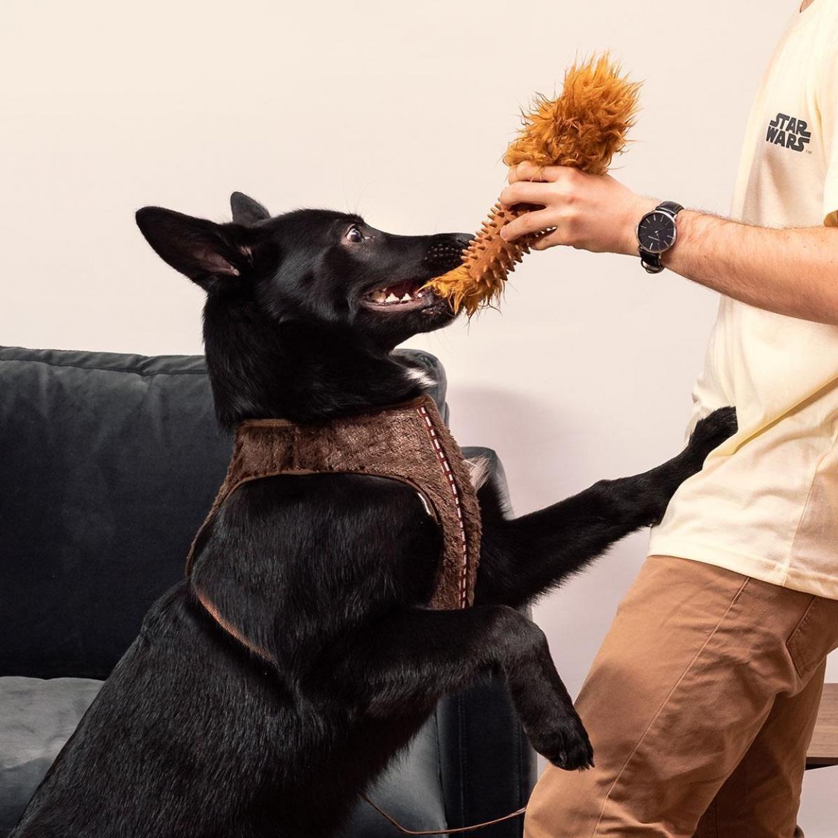 Star Wars Chewbacca Peluche da masticare per cane igiene dentale For Fun Pets Cerdà