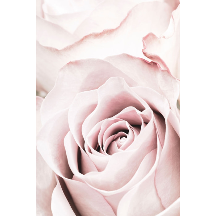 Tableau rosa romantica Toile imprimée