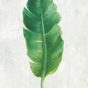 Affiche Feuille de bananier illustrée Affiche sous cadre noir