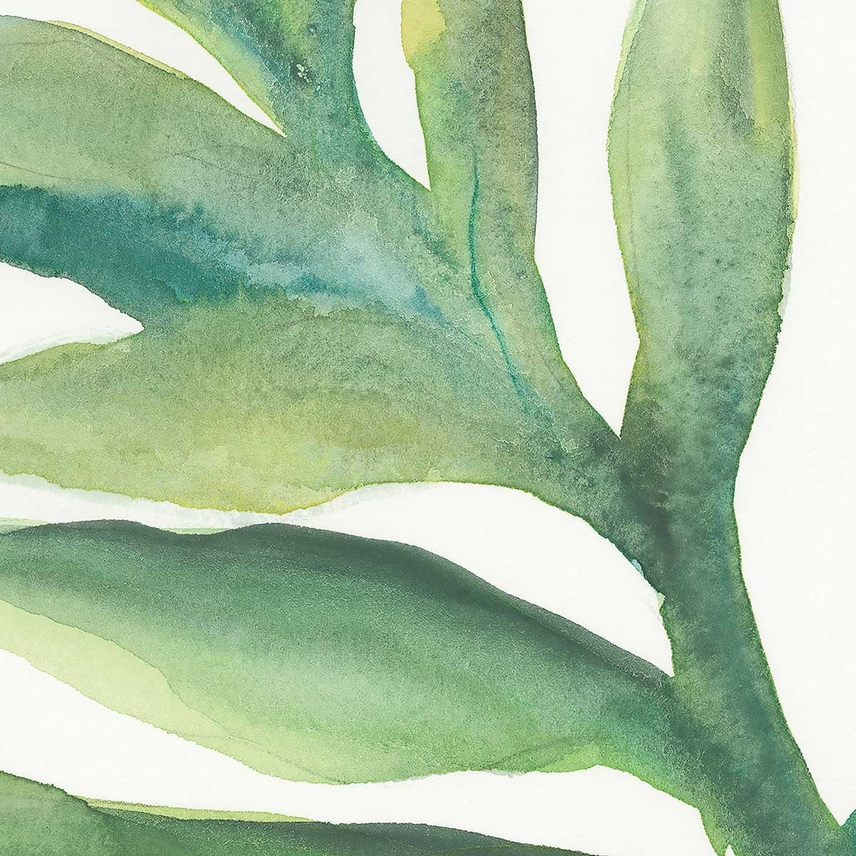 Tableau Plante aloe watercolor Toile imprimée