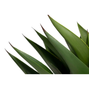 Planta Agave Attenuata 75x75x82 Cm