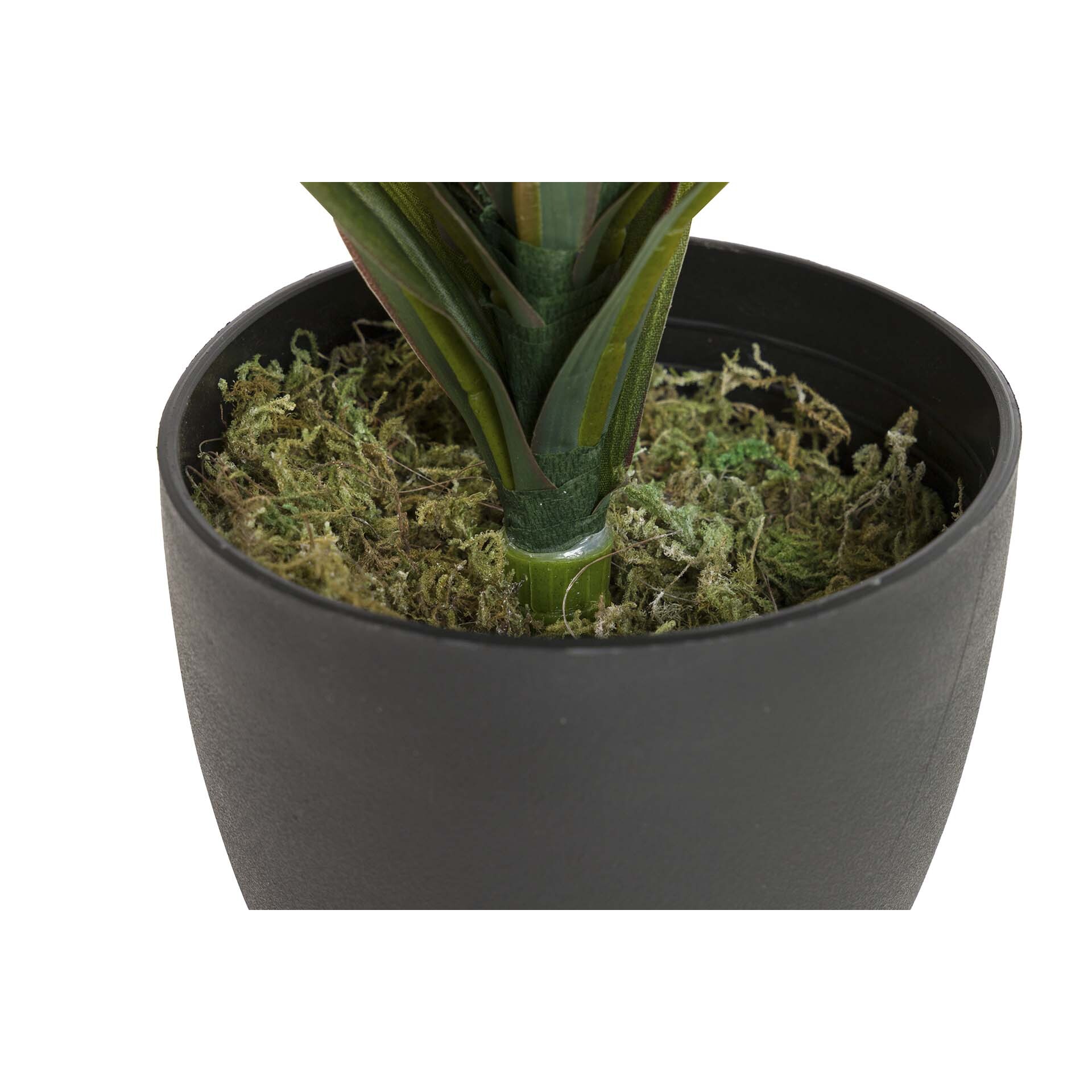 Planta Yucca Con Maceta 58x58x58 Cm