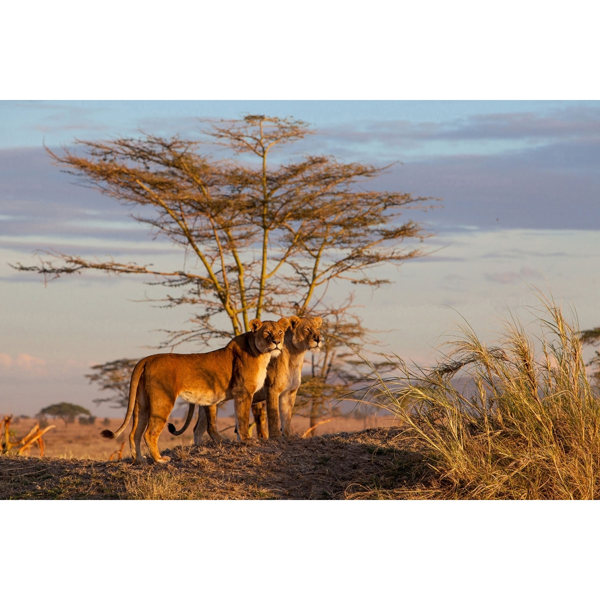 Tableau Lionnes Tableau plexiglas