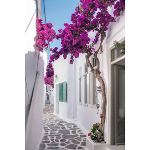 Tableau bougainvilliers paros Tableau plexiglas