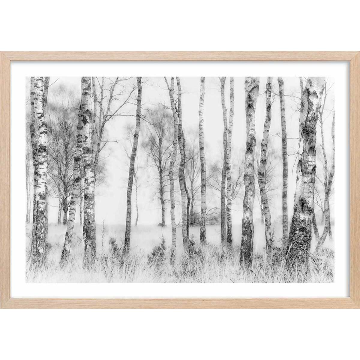 Affiche paysage bouleaux Affiche + cadre en bois - Chêne