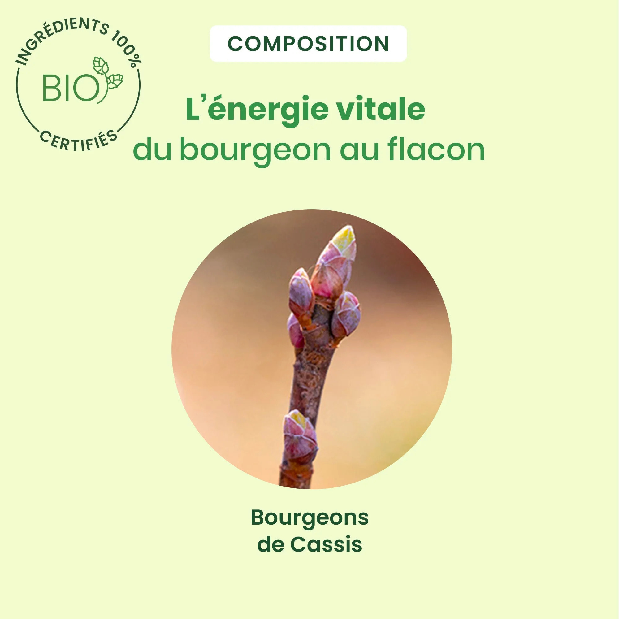 Herbalgem- Bourgeon de Cassis - format spray - Bio - 15 ml