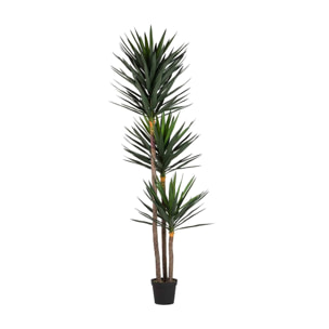 Planta Yucca Con Maceta 70x70x250 Cm