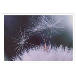 Affiche fleurs dandelion seeds Affiche seule