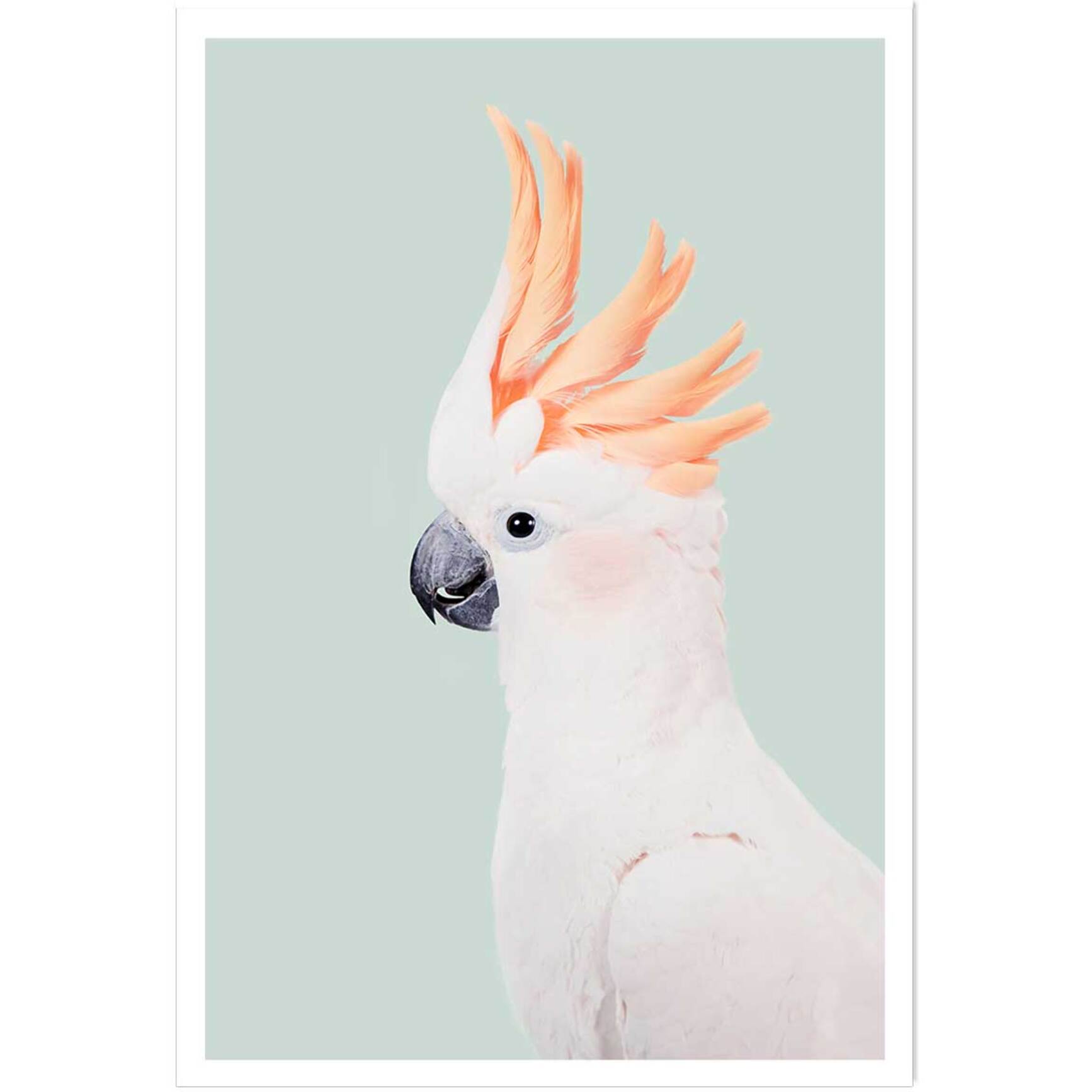 Affiche enfant cockatoo  Affiche seule