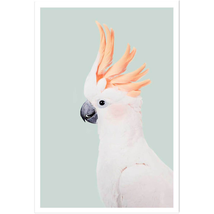 Affiche enfant cockatoo  Affiche seule
