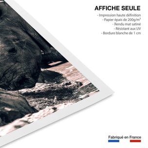 Affiche rhinoceros Affiche seule