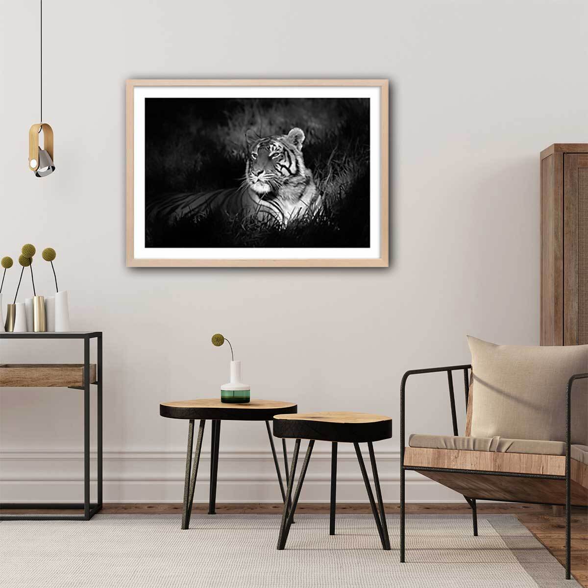 Affiche tigre assoupi dans son rayon de lumière Affiche sous cadre bois