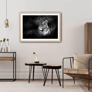 Affiche tigre assoupi dans son rayon de lumière Affiche sous cadre bois
