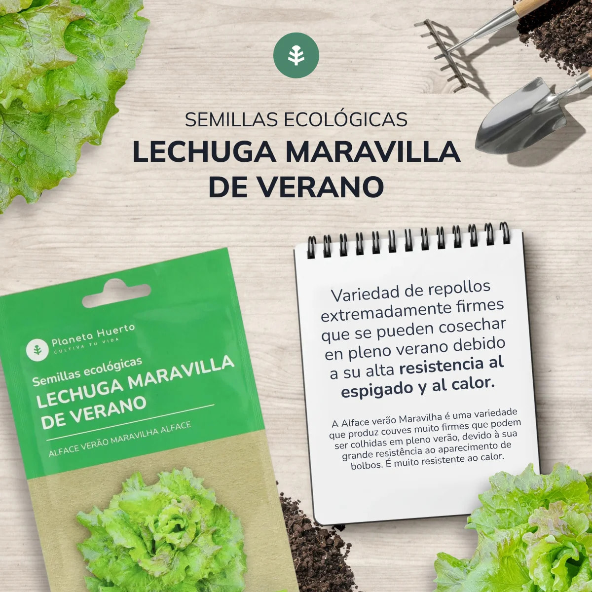 Semillas de Lechuga maravilla de verano ecológicas Planeta Huerto
