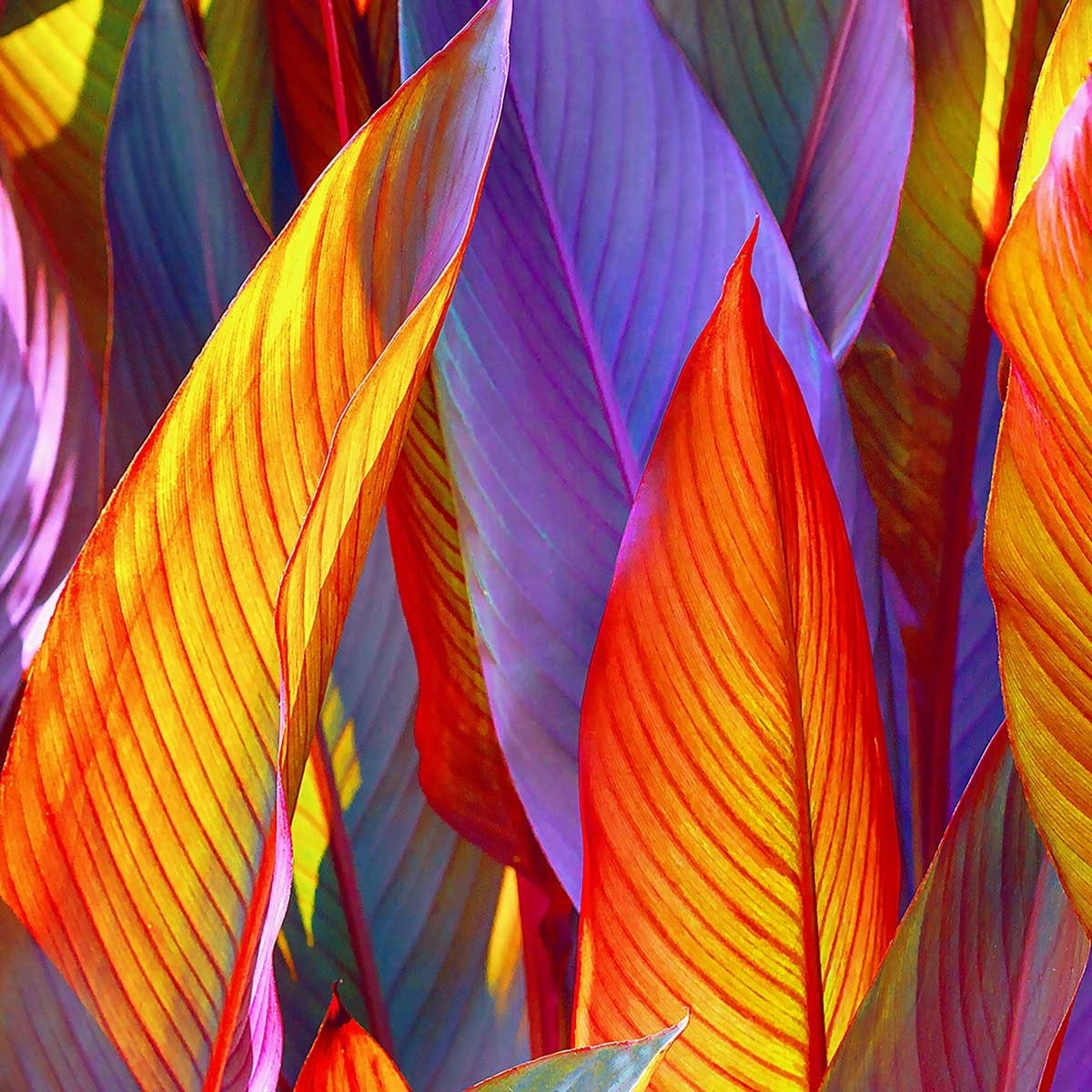 Tableau palm leaves yellow background Tableau plexiglas