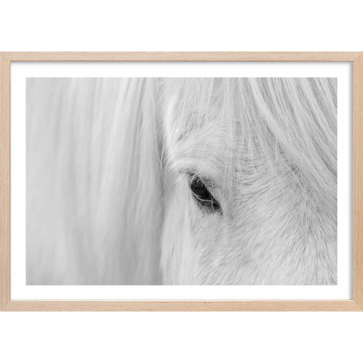 Poster cheval blanc d' islande Affiche sous cadre bois