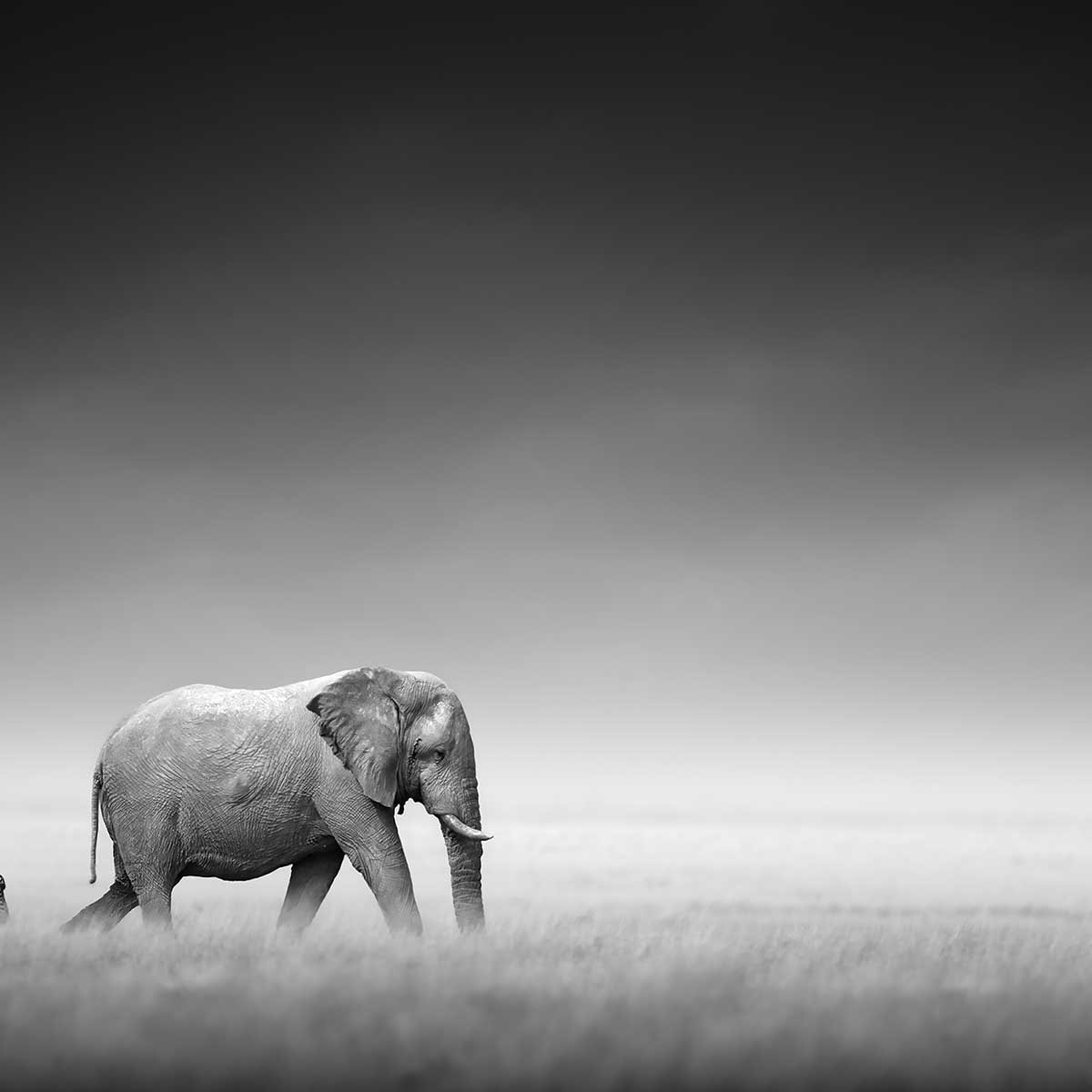 Affiche animaux artistic processing Affiche + cadre en bois - Noir